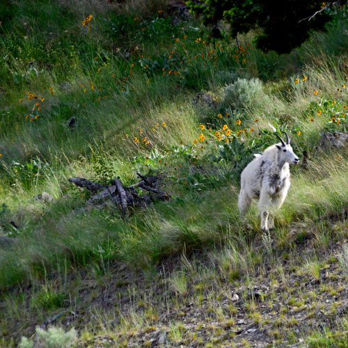 Mountain Goat