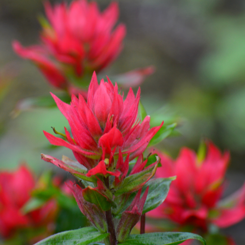 Alpine Paintbrush