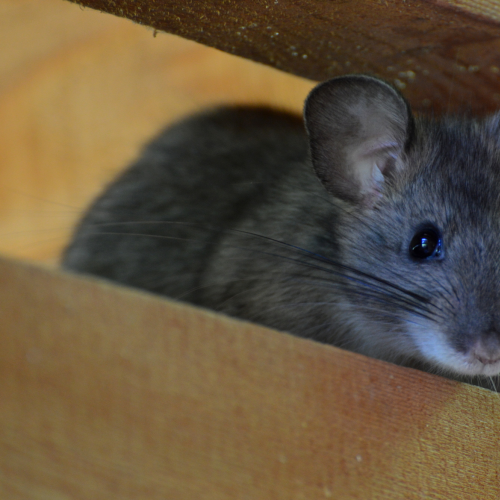 Bushy-Tailed Woodrat