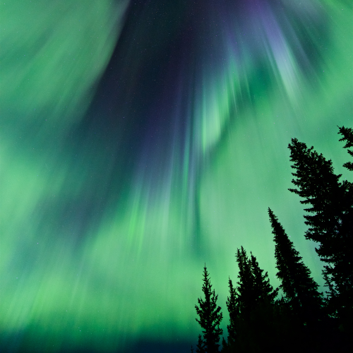the Penguin Aurora
