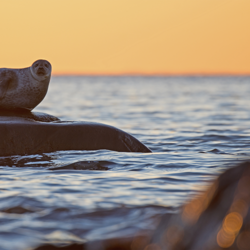 Seal at sunset