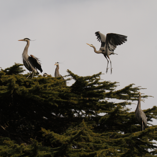Heron Rookery