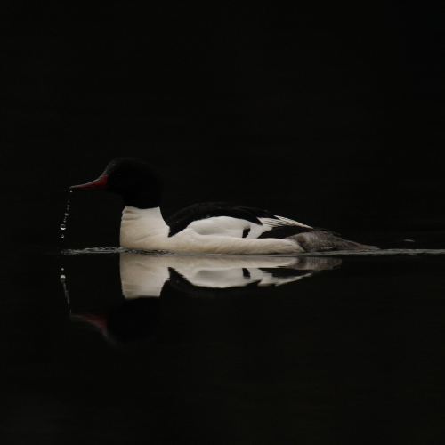 Dark Day Merganser
