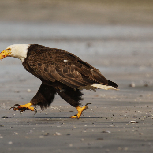 Running Eagle