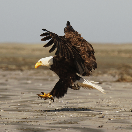Beach Landing