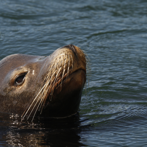 Sea Lion Visit
