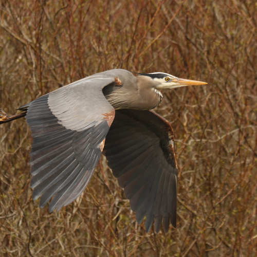 Heron Flyby
