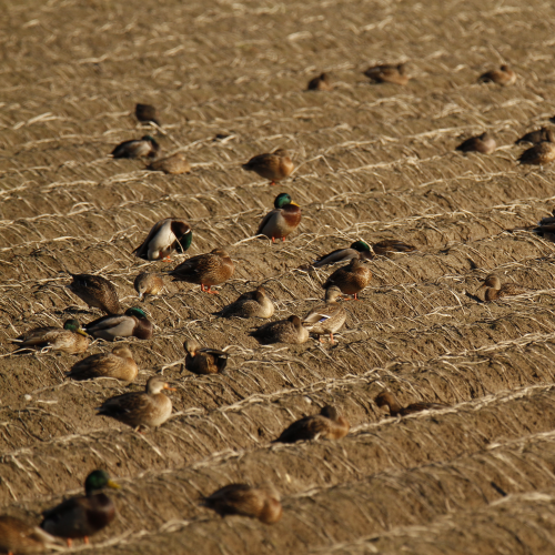 Good Duck Crop