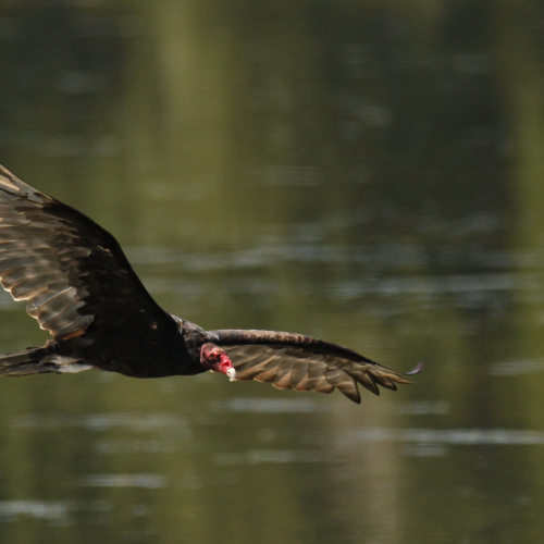 Vulture Flyby