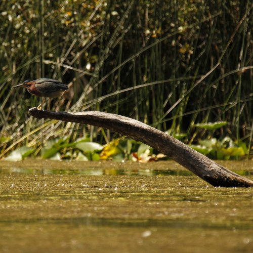 Hunting Heron