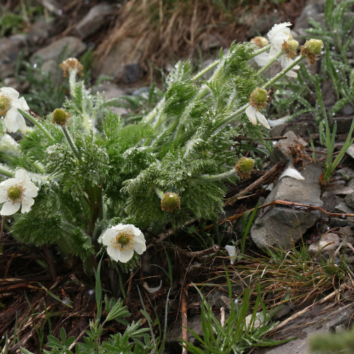 Western Anemone