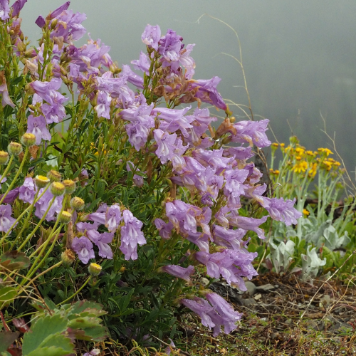 Penstemon serrulatus