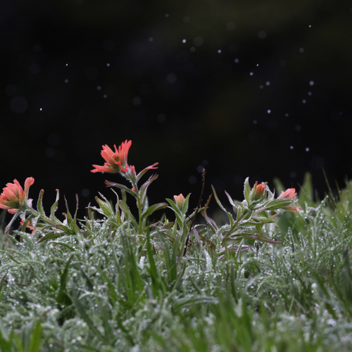 Paintbrush 