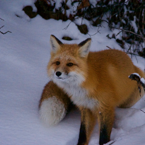 Snow Fox