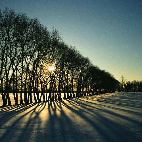 Winter Shadows