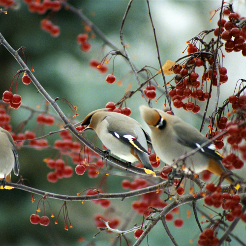 Bohemian Waxwings