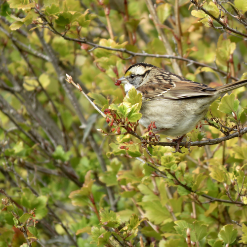 White-throated sparrow