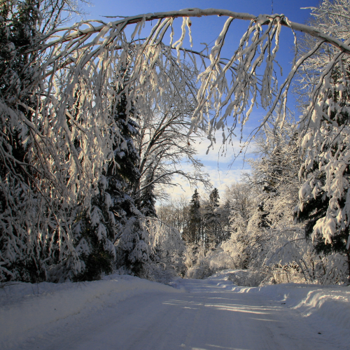 Winter Wonderland
