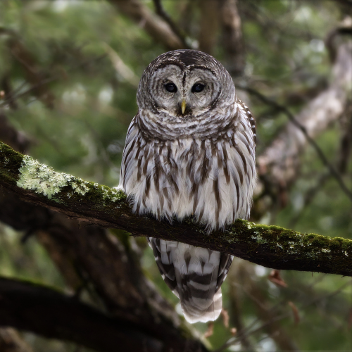 Barred Owl