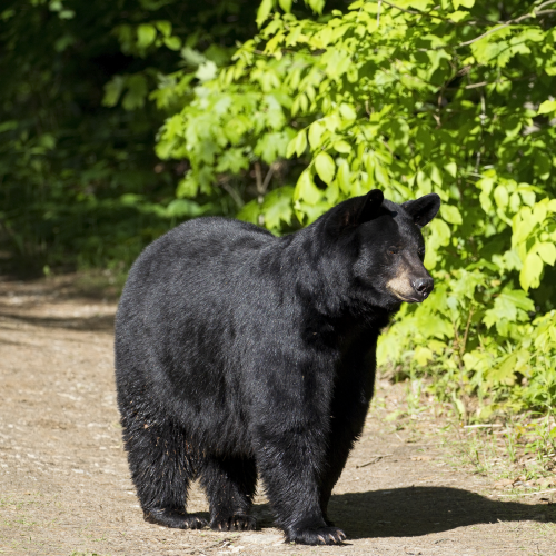 Big wet bear