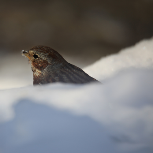 Snowy beak