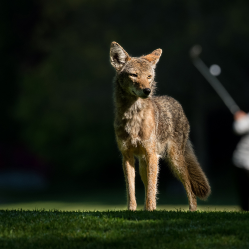 Coyote & Golfer