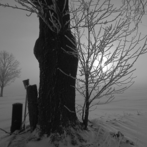 Frosty morning