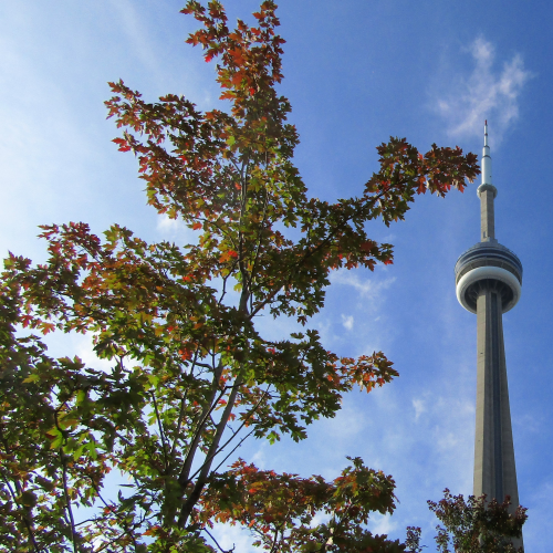 Autumn tower