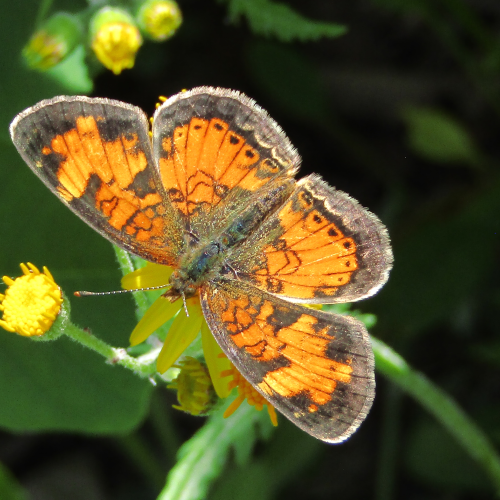 Pearl Crescent