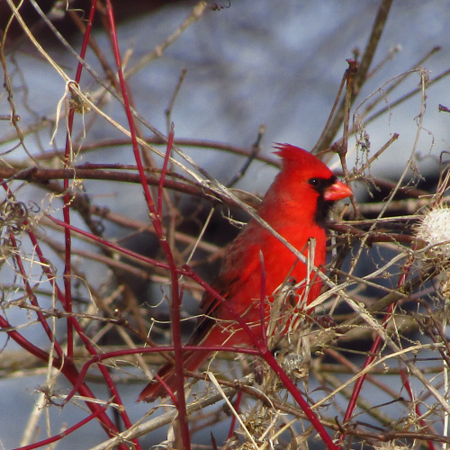 Cardinal