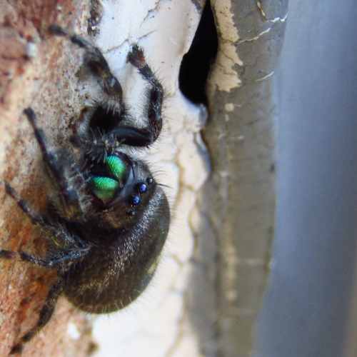 Green Fanged Jumping Spider