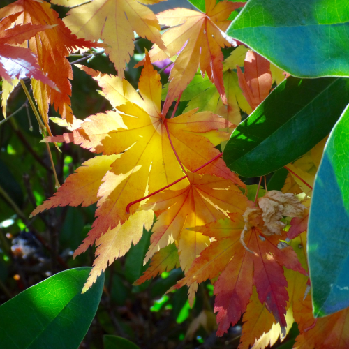 Fall light
