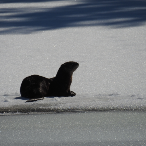 Sunning Otter