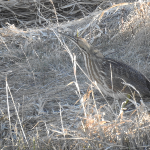 American Bittern