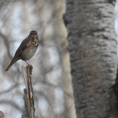 Swainson's Thrush