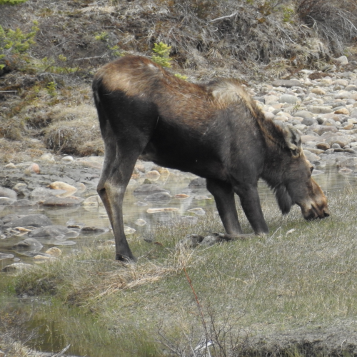 Moose in Jasper