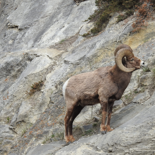 Bighorn Sheep