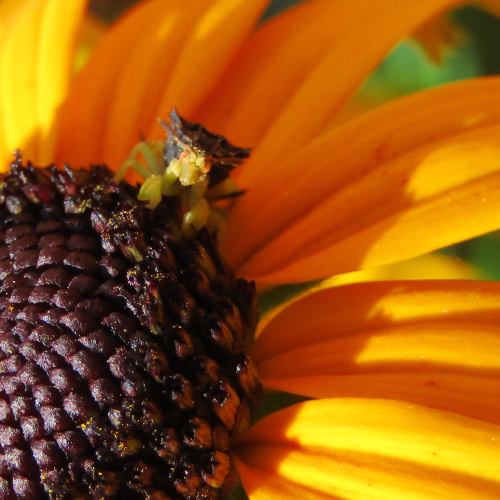 Assassin Bug