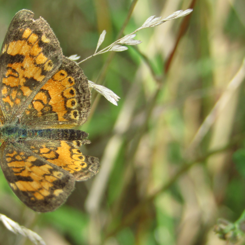 Fall Butterfly