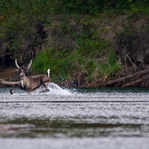 The Crossing