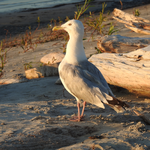 Herring Gull