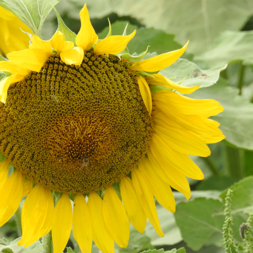 Sunflowers