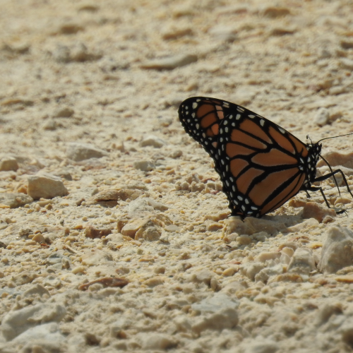 Monarch Butterfly