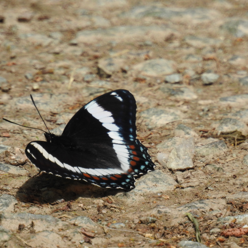 White Admiral
