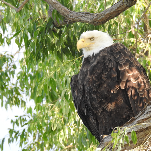 Bald Eagle