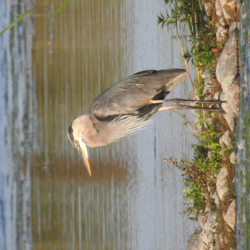 Great Blue Heron