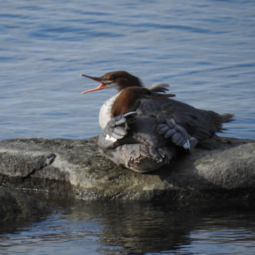 Common Mergansers