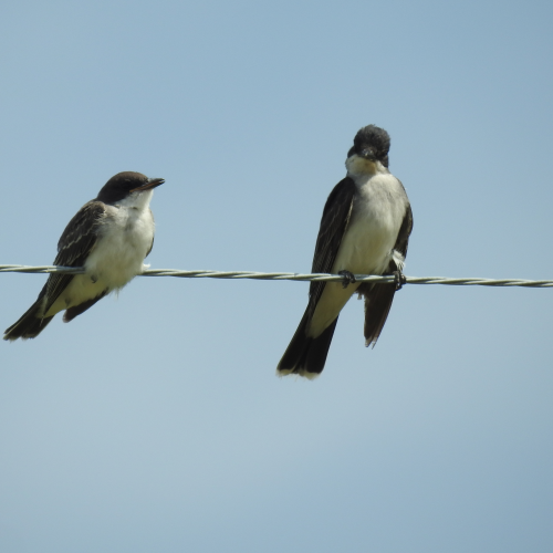 Eastern Kingbirds