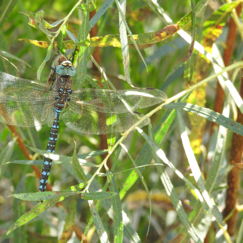 Dragonfly