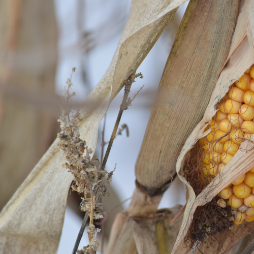 Corn in the field